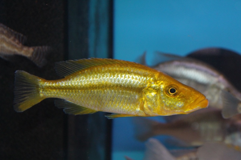 Dimidiochromis compressiceps 'Chizumulu Island'